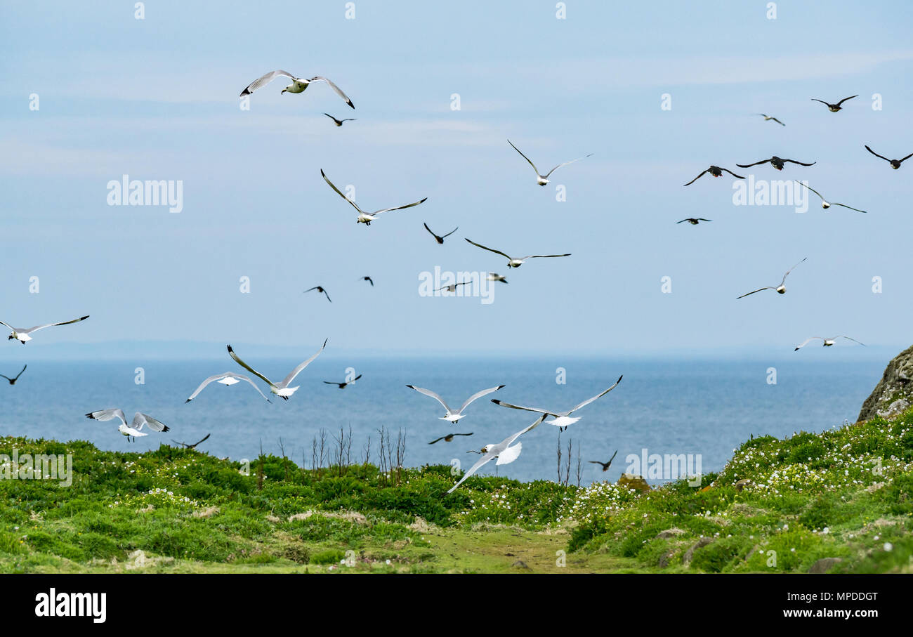 Massa di gabbiani reali, Larus argentatus e Atlantic i puffini, Fratercula arctica, volare fuori in mare, Isola di maggio, Firth of Forth, Scotland, Regno Unito Foto Stock