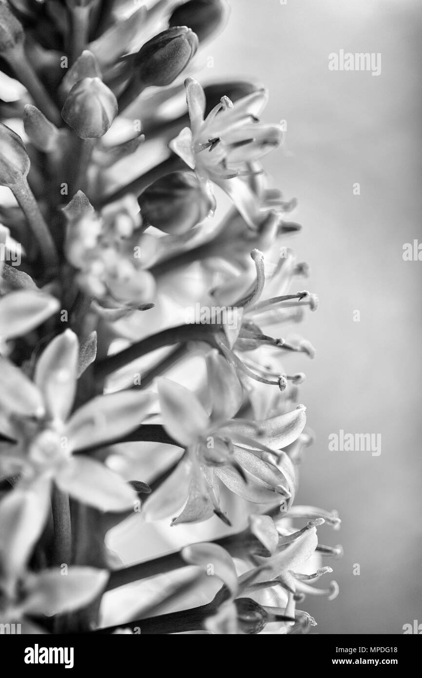 (Hyacinthus) Foto Stock