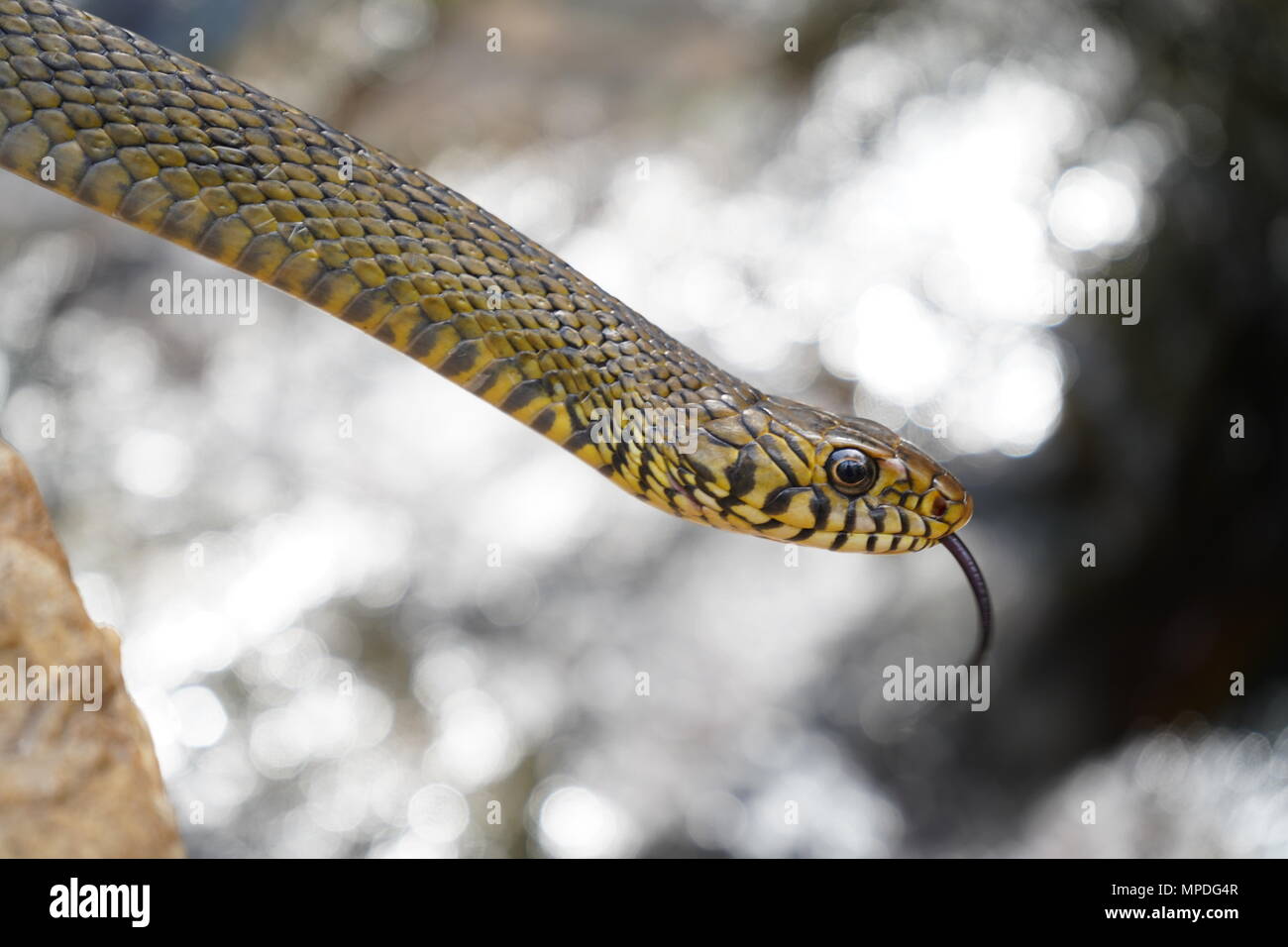 Rat Snake con flusso di acqua in background Foto Stock