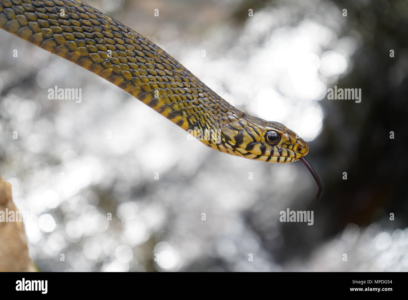 Rat Snake con flusso di acqua in background Foto Stock