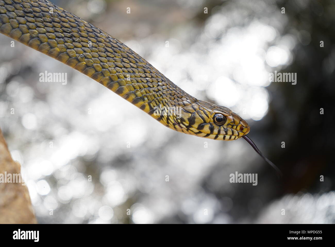 Rat Snake con flusso di acqua in background Foto Stock
