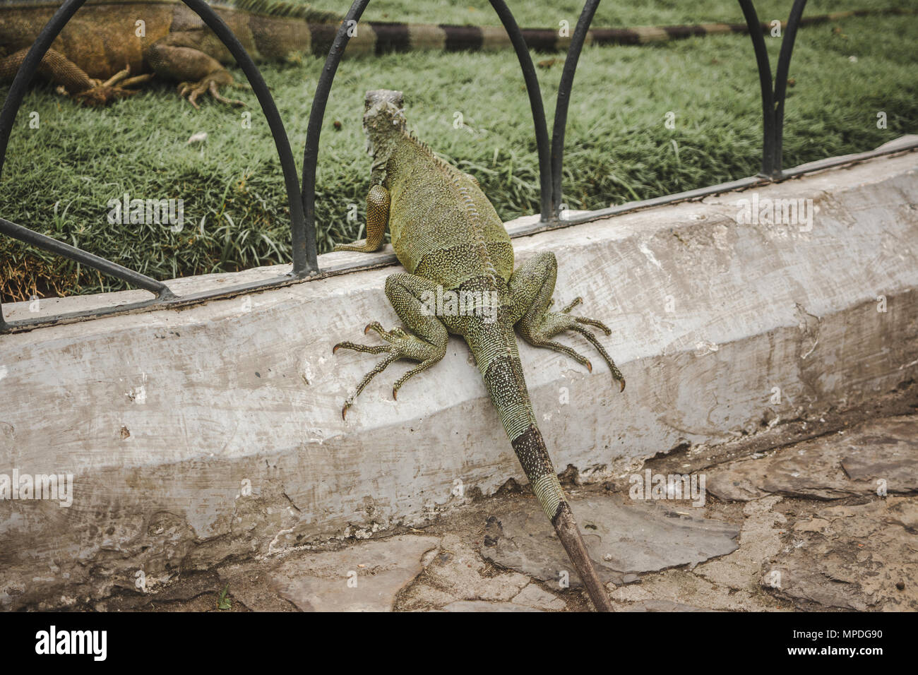 Grande wild iguana free roaming nel famoso Parque Senimario, noto anche come Parco di iguana, di Guayaquil, Ecuador Foto Stock