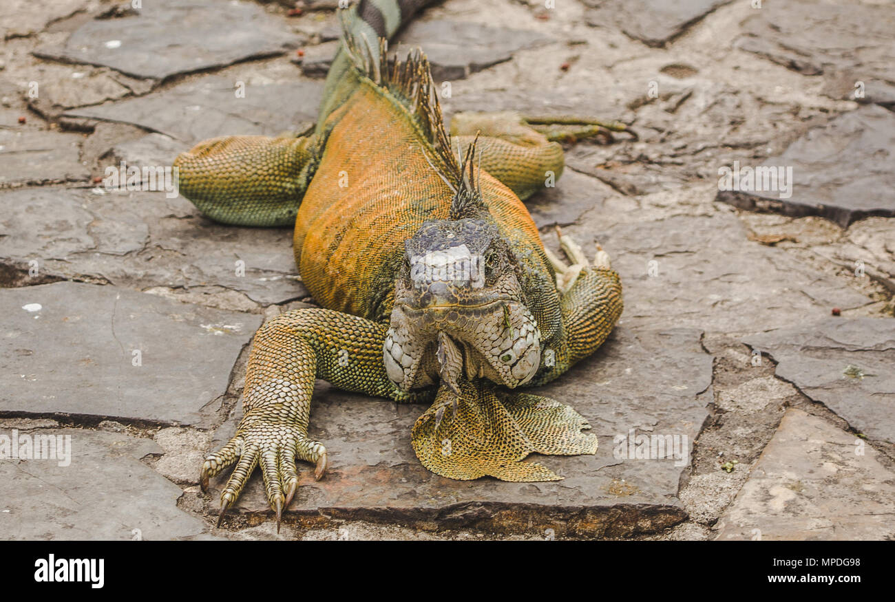 Grande wild iguana free roaming nel famoso Parque Senimario, noto anche come Parco di iguana, di Guayaquil, Ecuador Foto Stock