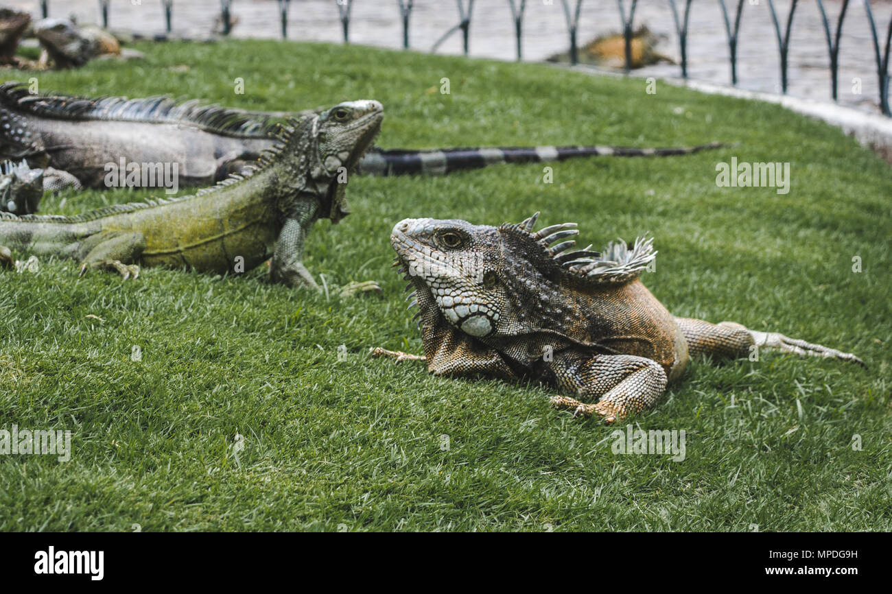 Grandi iguane selvatici free roaming nel famoso Parque Senimario, noto anche come Parco di iguana, di Guayaquil, Ecuador Foto Stock