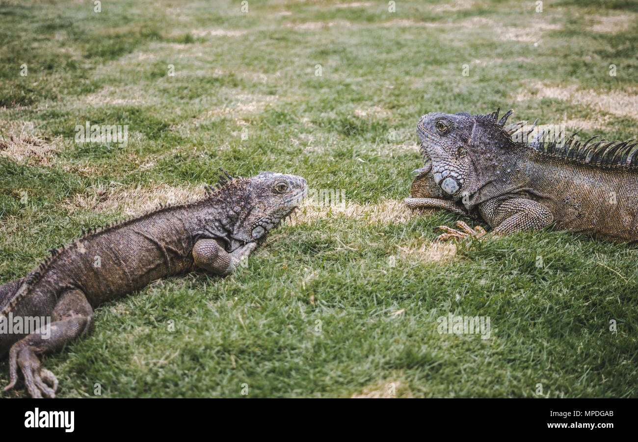 Grandi iguane selvatici free roaming nel famoso Parque Senimario, noto anche come Parco di iguana, di Guayaquil, Ecuador Foto Stock