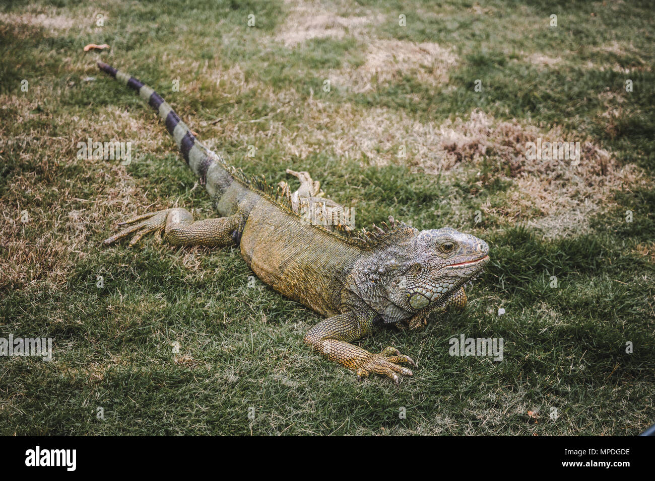 Grande wild iguana free roaming nel famoso Parque Senimario, noto anche come Parco di iguana, di Guayaquil, Ecuador Foto Stock
