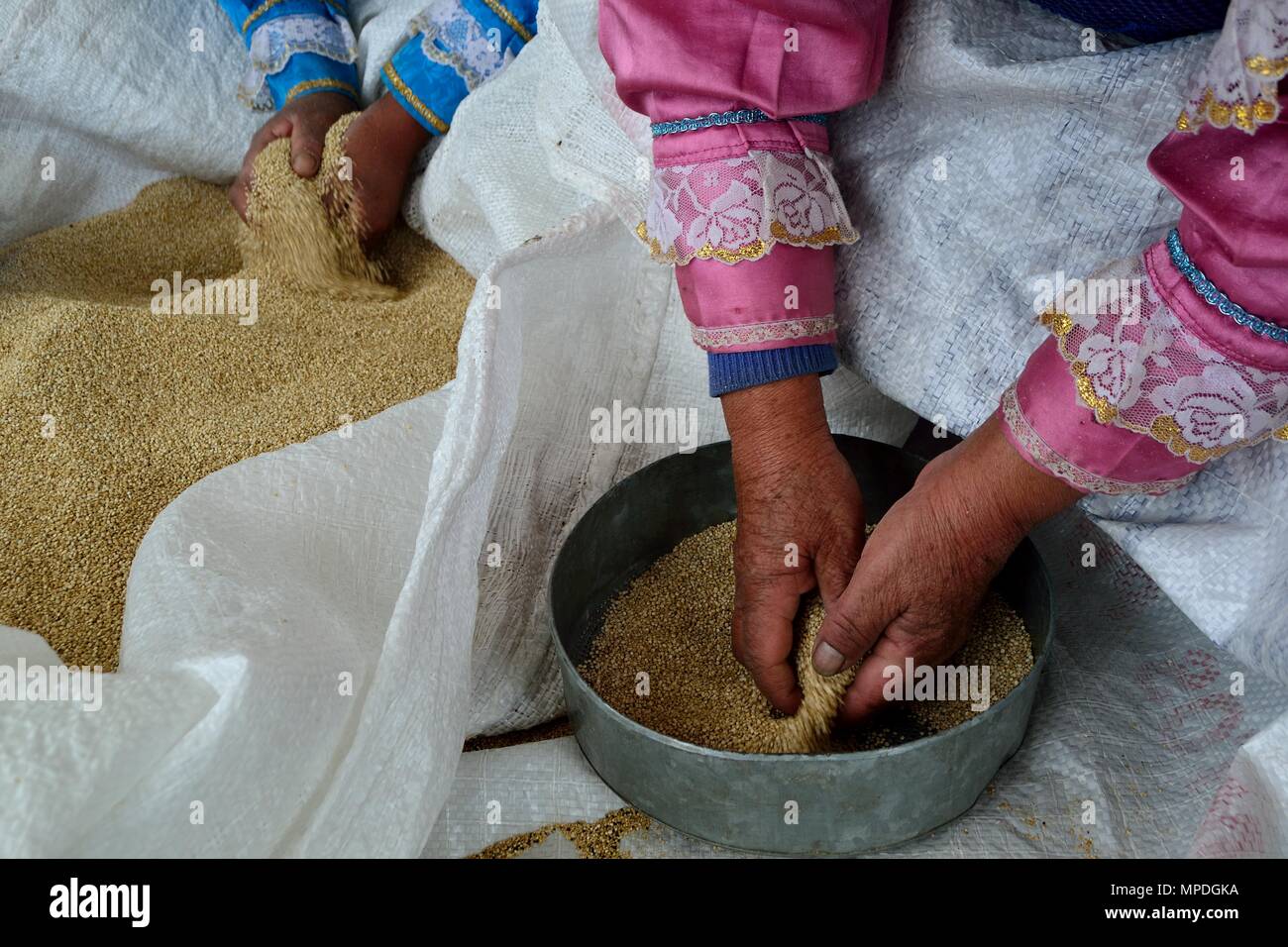 Pulizia di quinua in GRANJA PORCON - cooperativa evangelica . Dipartimento di Cajamarca .PERÙ Foto Stock