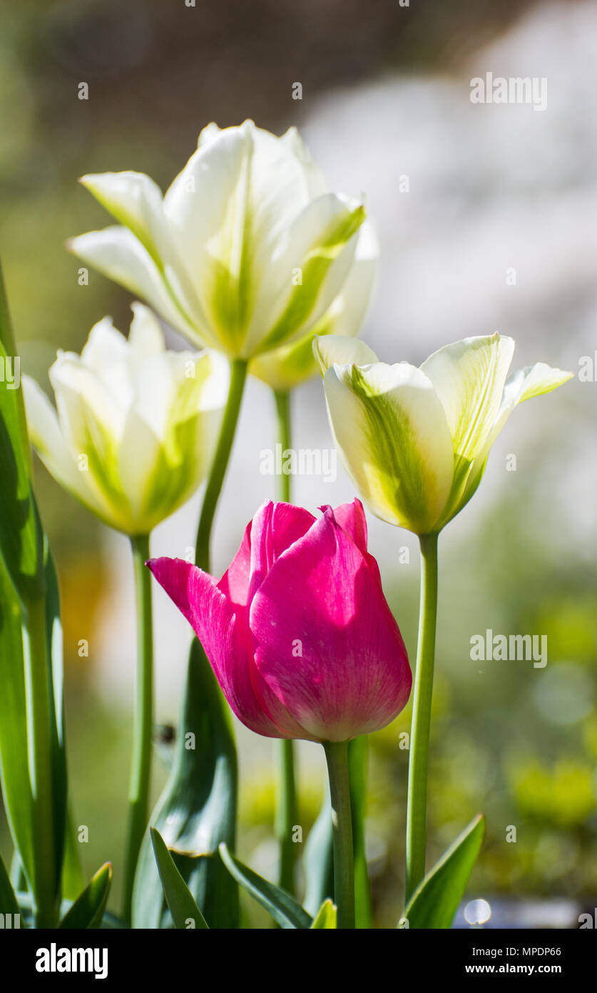 I tulipani, rosa, verde e bianco e nero parrot in bud Foto Stock