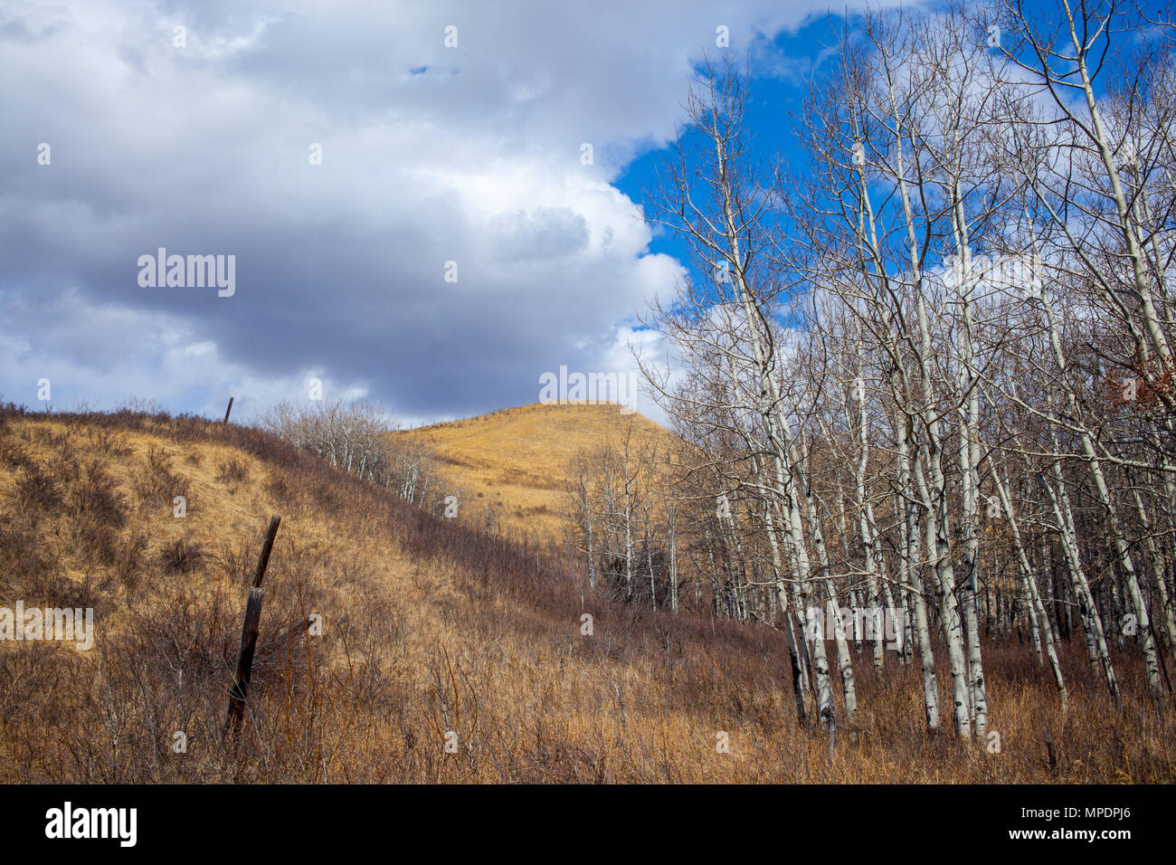 Il paesaggio della bella Glenbow Ranch Parco provinciale di Alberta, Canada Foto Stock