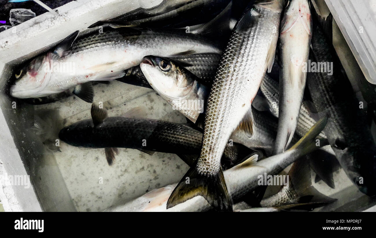 Cefali pesci (Kefal) nella casella di polistirolo. concetto di frutti di mare. Foto Stock