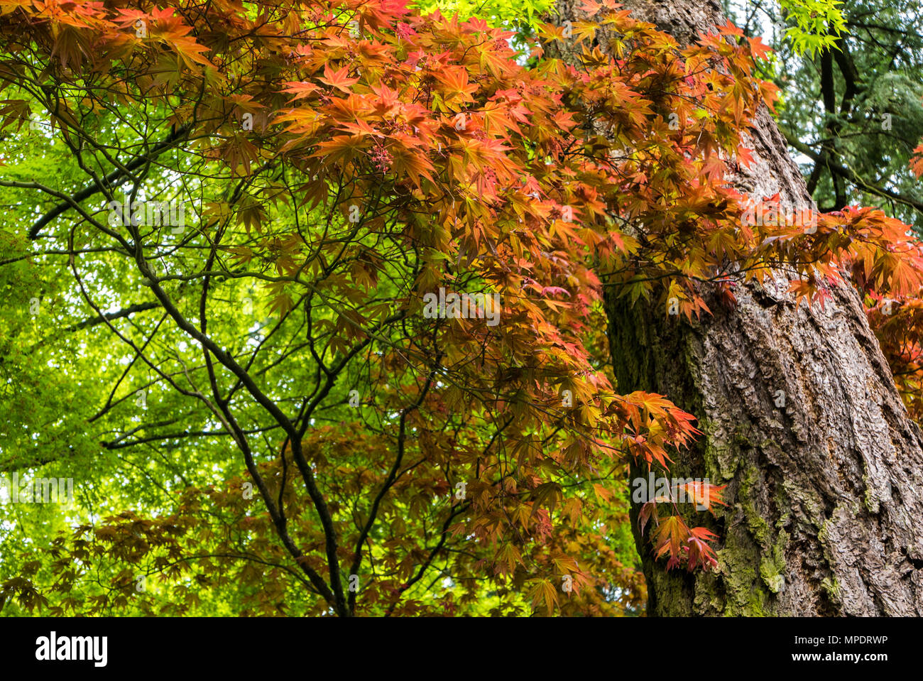 Giapponese acero in Portland di molle di cristallo Rhododendron Garden, Oregon Foto Stock