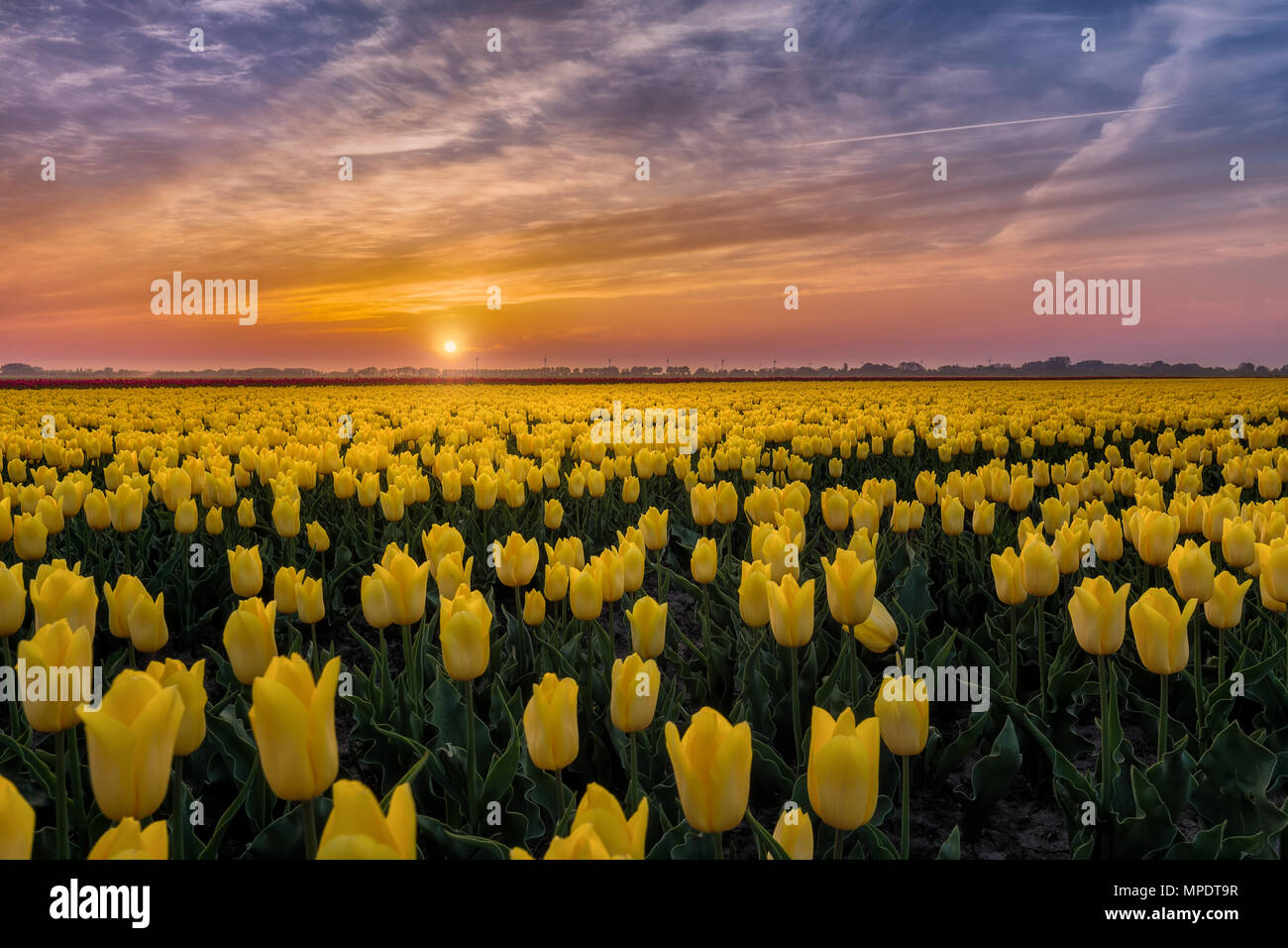 Bel tramonto e tulipani gialli nei Paesi Bassi Foto Stock