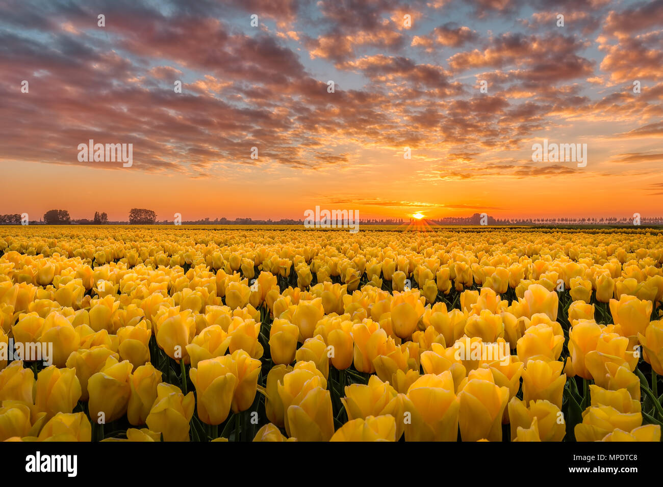 Sun Kissed tulipani gialli Foto Stock