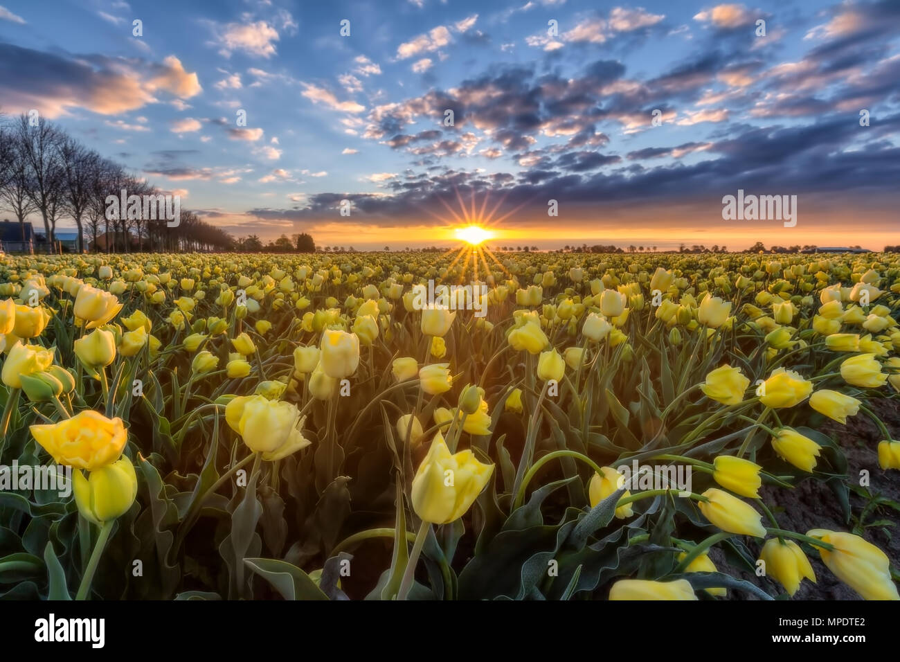 Tulipano giallo campo di sunrise nei Paesi Bassi Foto Stock