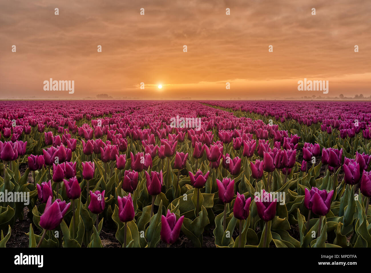 Bellissima alba tra il viola i tulipani nei campi dei Paesi Bassi a primavera. Foto Stock