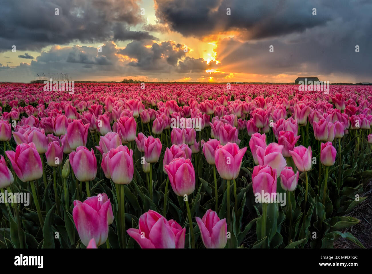 Rottura attraverso il tramonto di un bel colore rosa tulipani in un giorno di tempesta in Paesi Bassi Foto Stock