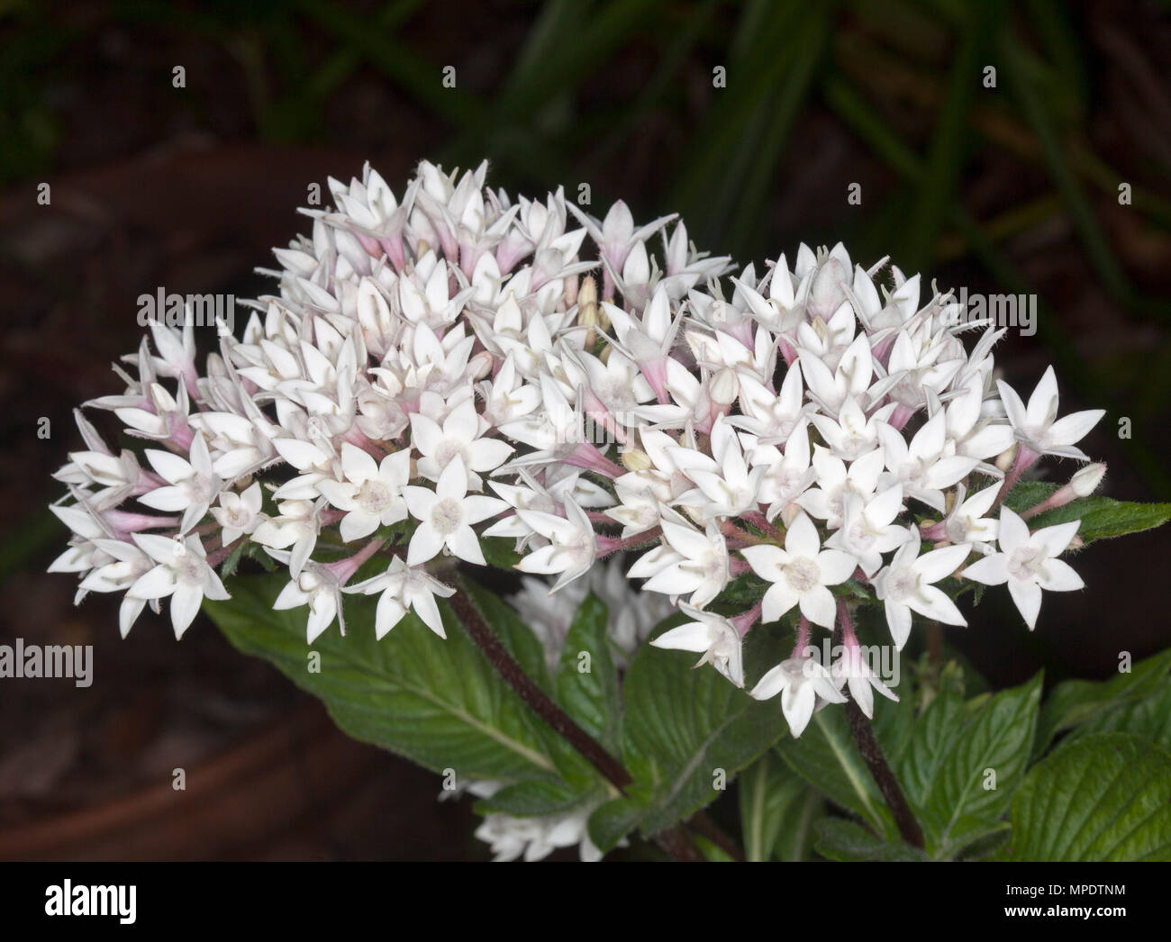 Cluster di grandi dimensioni di delicati fiori bianchi e fogliame di Pentas lanceolata, egiziano star fiore, un arbusto sempreverde, su sfondo scuro in Australia Foto Stock