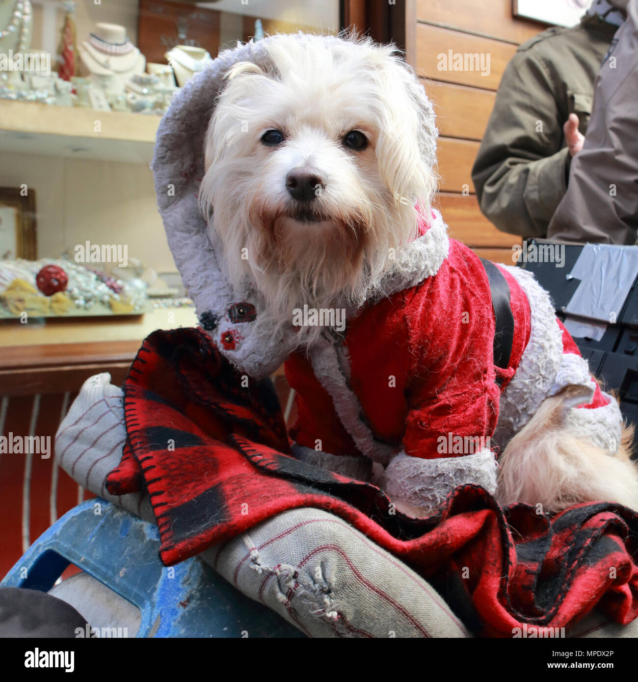 Molto divertente cane travestito da Babbo Natale Foto Stock