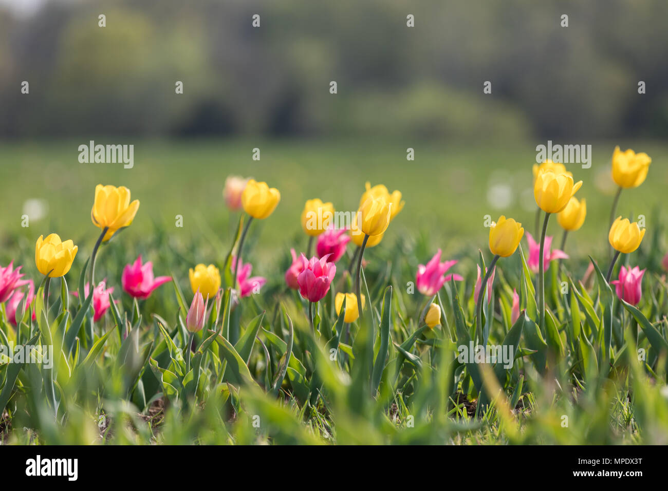 Rosa e tulipani gialli in una giornata di sole Foto Stock