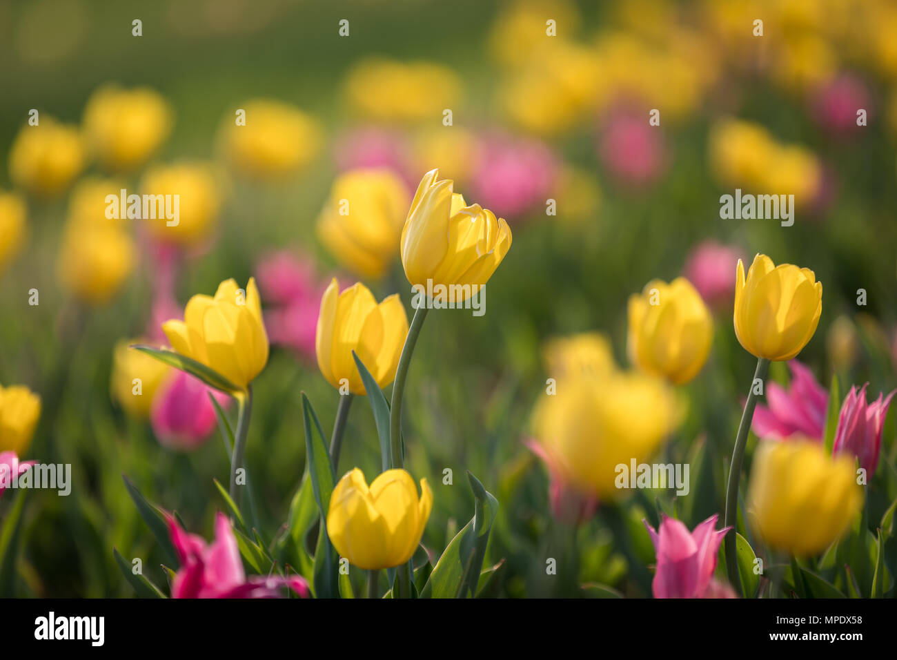 Rosa e tulipani gialli in una giornata di sole Foto Stock