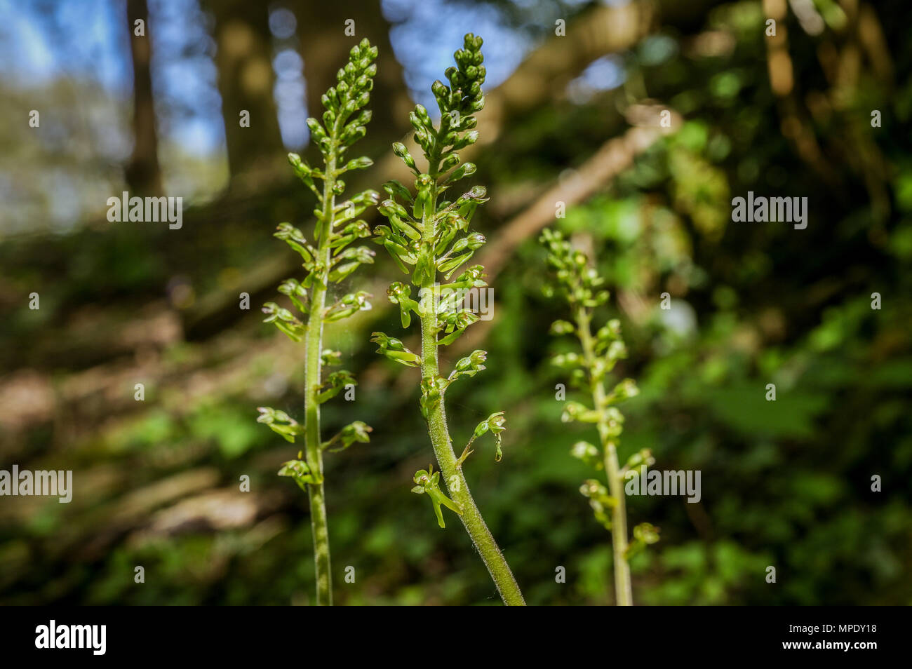 Comune di fioritura Twayblade sulla South Downs colline nel Sussex Foto Stock