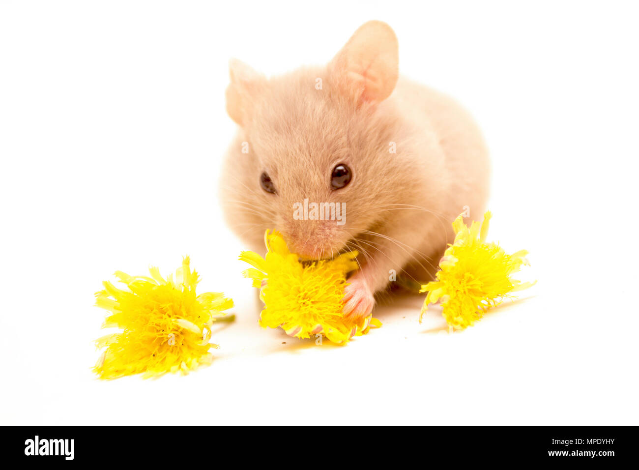 Piccolo criceto dorato di mangiare i fiori gialli. Foto Stock