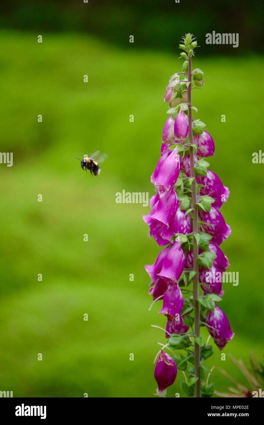Foxglove con Bumblebee Foto Stock
