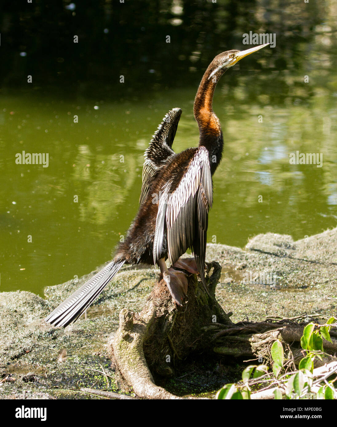 Australian waterbird, Snake colli Darter, appollaiato sul log accanto all acqua con ali ha tenuto fuori ad asciugare nel parco urbano Foto Stock