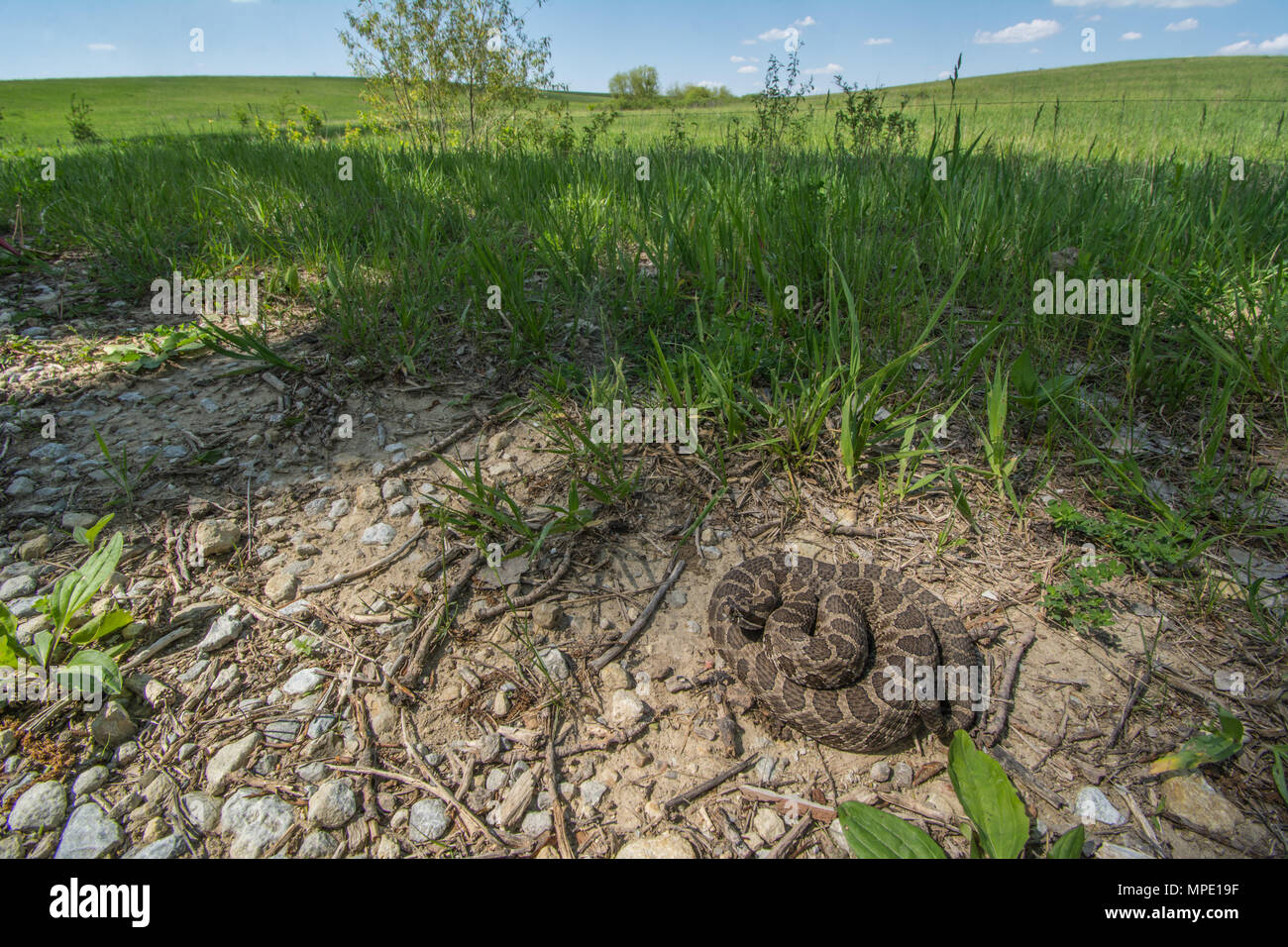 Western Massasauga (Sistrurus tergeminus) da Pawnee County, Nebraska, Stati Uniti d'America. Foto Stock