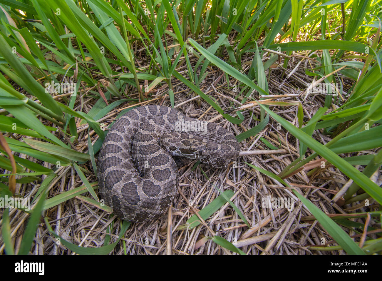 Western Massasauga (Sistrurus tergeminus) da Pawnee County, Nebraska, Stati Uniti d'America. Foto Stock