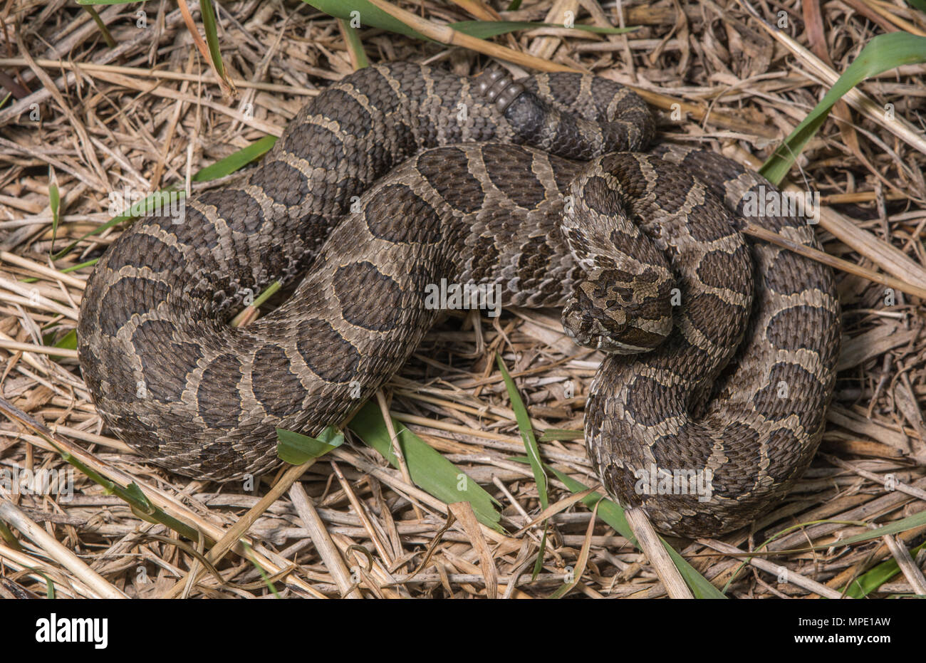 Western Massasauga (Sistrurus tergeminus) da Pawnee County, Nebraska, Stati Uniti d'America. Foto Stock