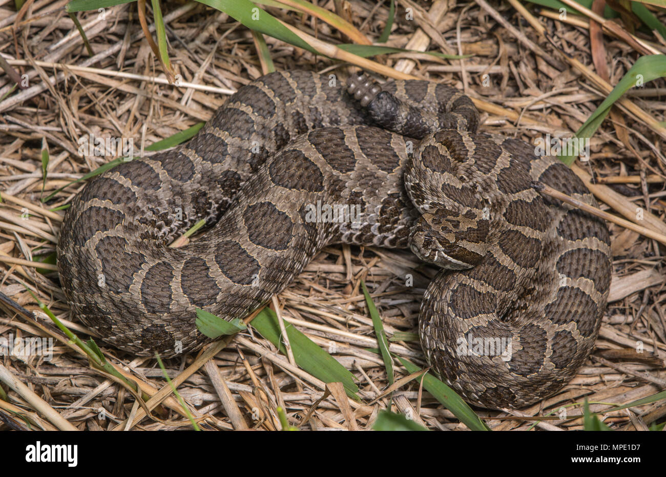 Western Massasauga (Sistrurus tergeminus) da Pawnee County, Nebraska, Stati Uniti d'America. Foto Stock