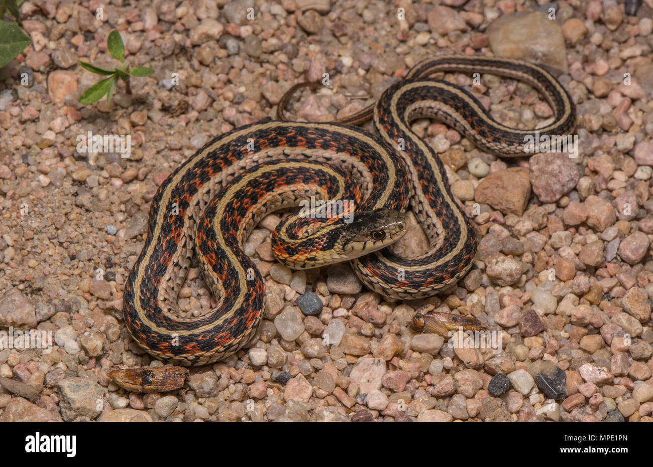 Red-sided Gartersnake (Thamnophis sirtalis parietalis) incontrati attraversando una strada di ghiaia in Gage County, Nebraska, Stati Uniti d'America. Foto Stock