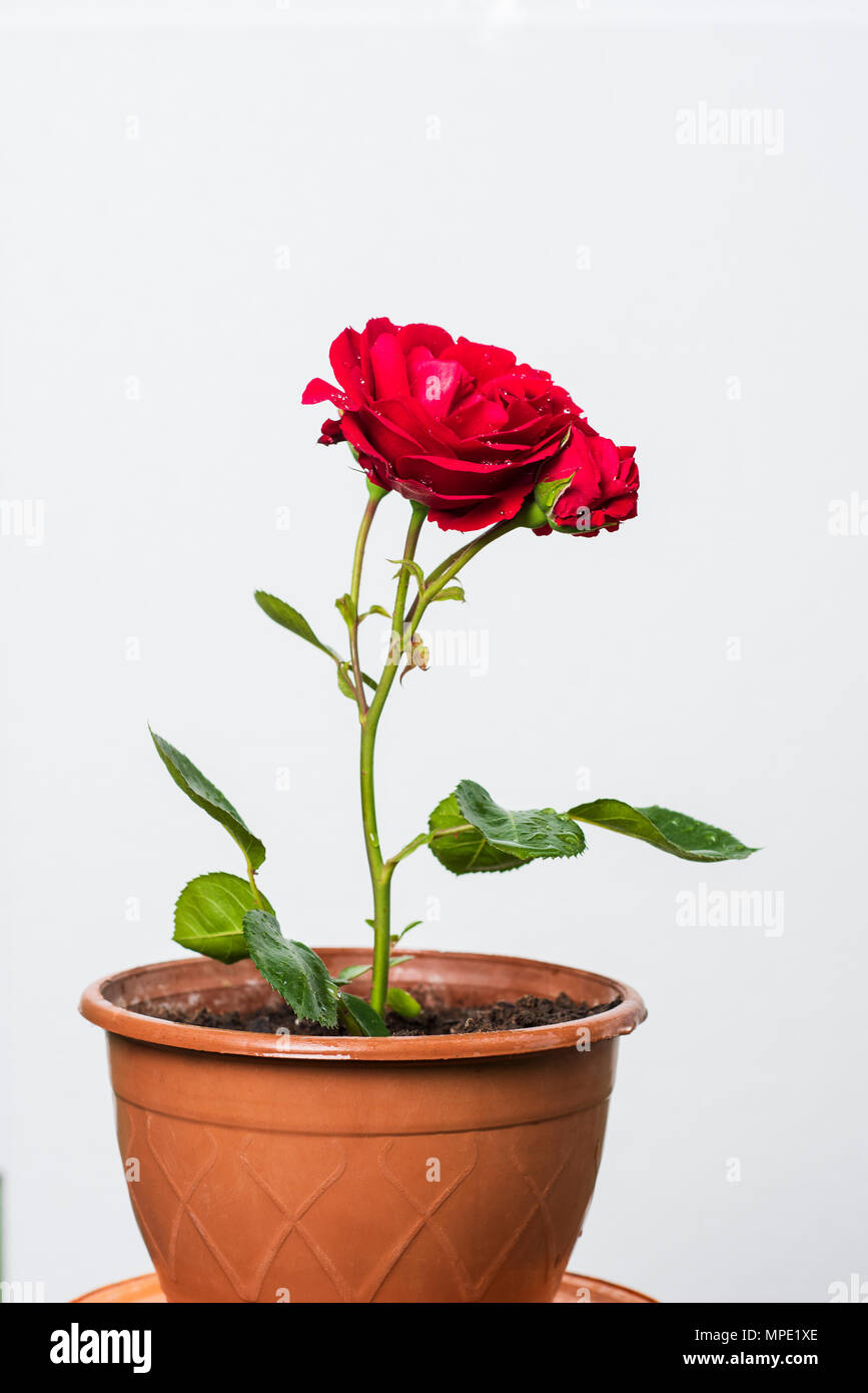 Red Rose in vaso Foto Stock