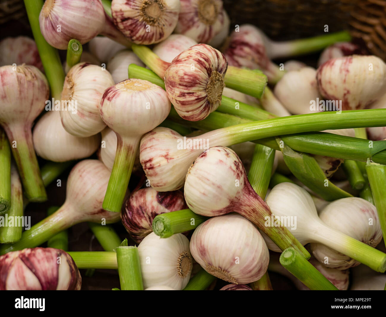 Giovani aglio. Giovani aglio raccolto. Molti garlics. Paesaggio. In un contesto di garlics. Street mercato ortofrutticolo Foto Stock