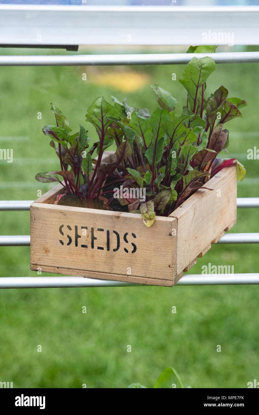 Beta vulgaris. Giovani foglie di barbabietole coltivate per una foglia di insalata raccolto in una serra a flower show. Regno Unito Foto Stock