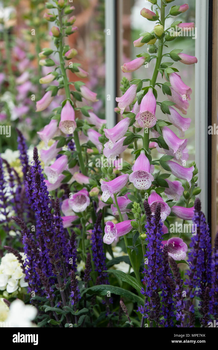 Digitalis purpurea. Foxglove contro una serra a flower show. Regno Unito Foto Stock