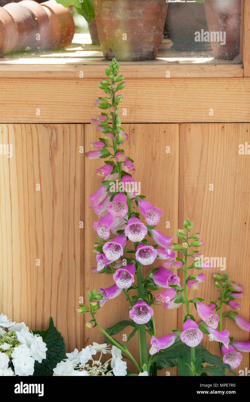 Digitalis purpurea. Foxglove contro una serra a flower show. Regno Unito Foto Stock