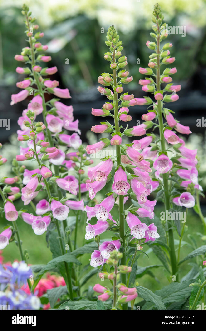 Digitalis purpurea 'Sweet Dreams'. Foxglove 'Sweet Dreams' Foto Stock