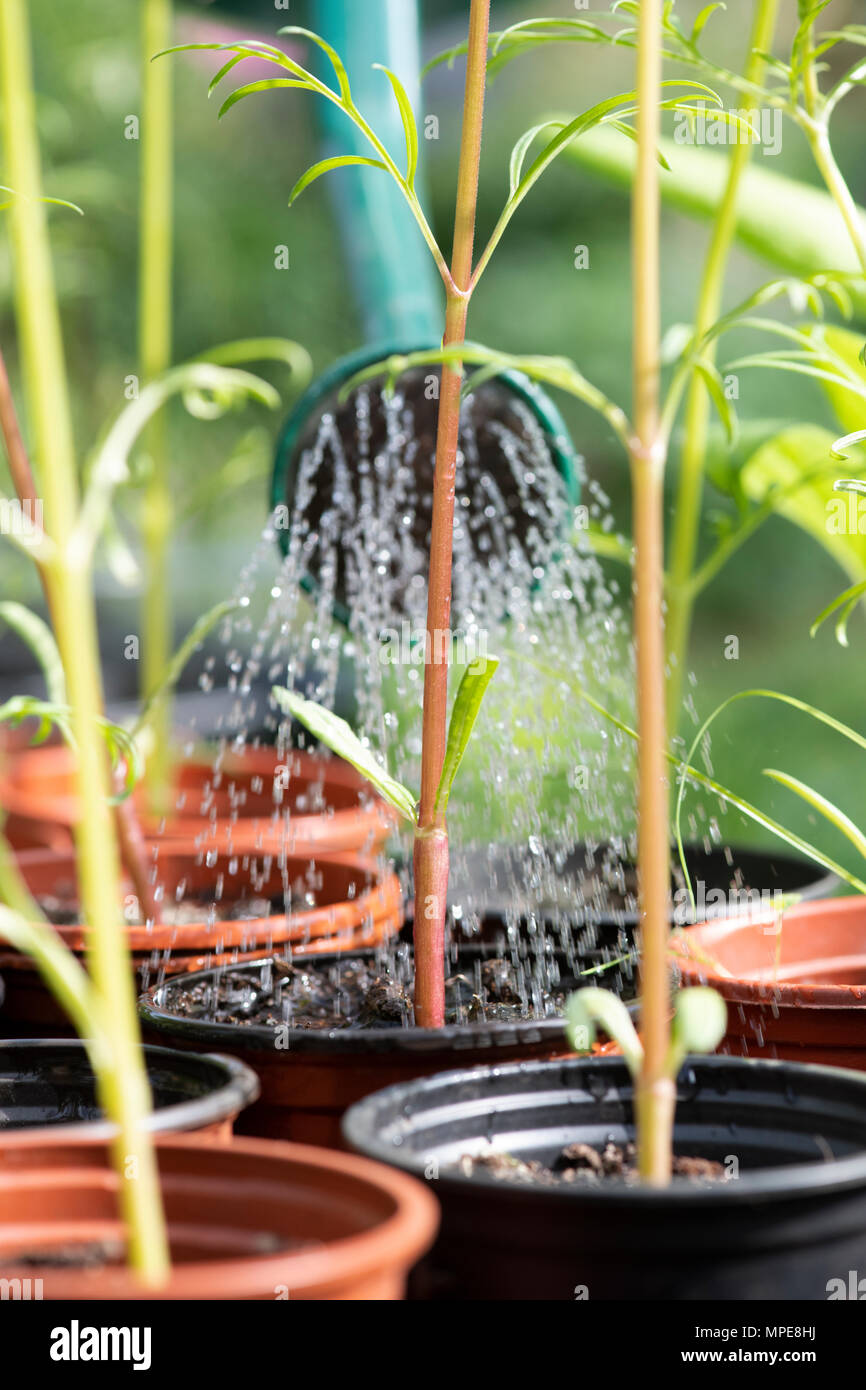 Giovani di irrigazione cosmos bipinnatus piante in una serra. Regno Unito Foto Stock