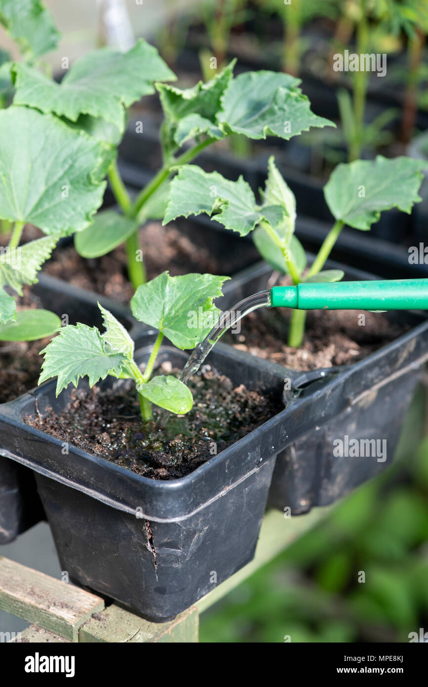 Cucumis sativus. Irrigazione piantine di cetriolo in una serra. Regno Unito Foto Stock