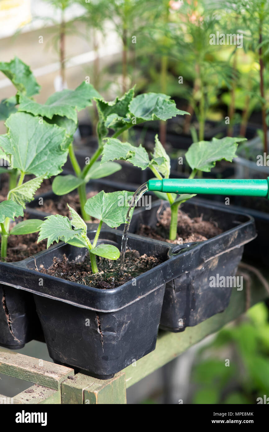 Cucumis sativus. Irrigazione piantine di cetriolo in una serra. Regno Unito Foto Stock