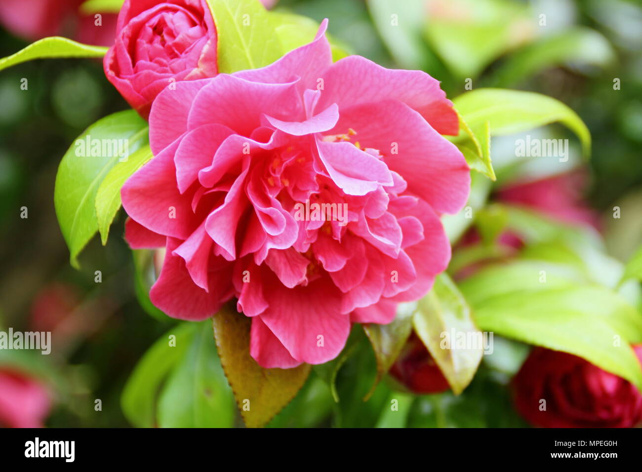 Fioriture di Camellia × williamsii anticipazione in un giardino di primavera, REGNO UNITO Foto Stock