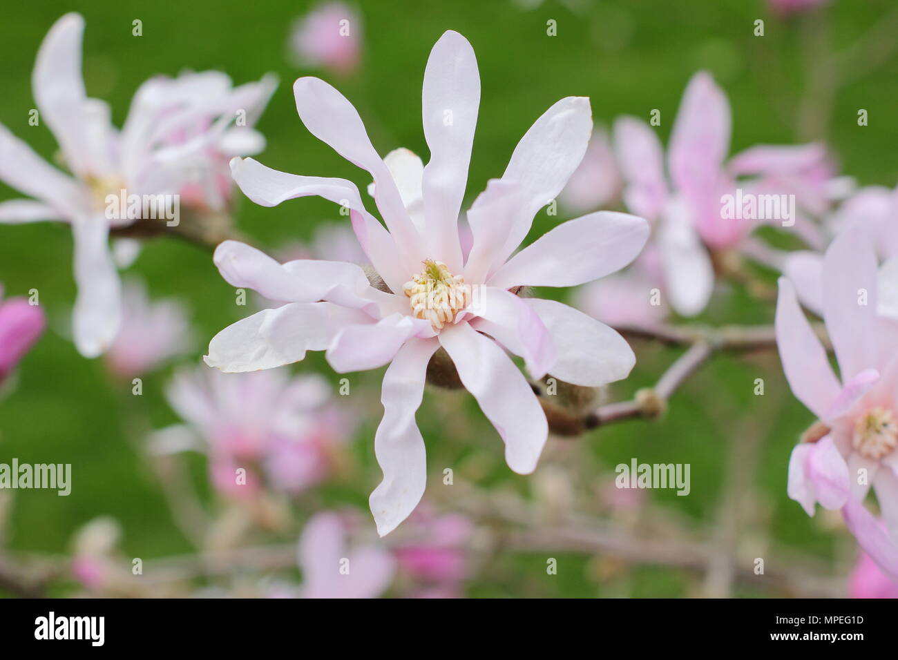 Fiori di colore rosa × Magnolia loebneri 'Leonard Messel' in un giardino di primavera, REGNO UNITO Foto Stock