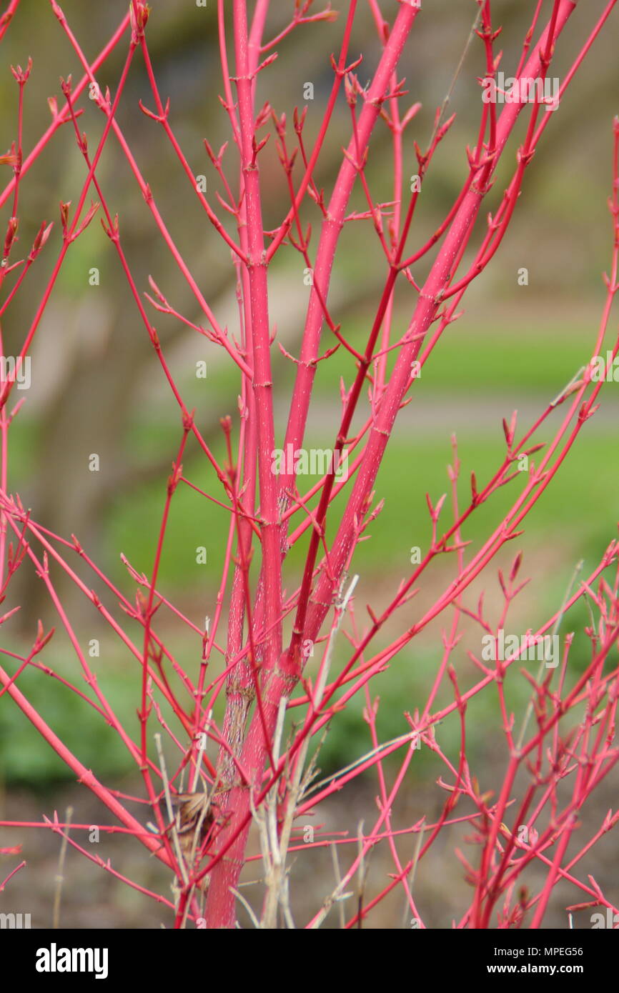 Vivaci giovani rami di Acer palmatum 'Sangola-kaku' o coral-corteccia maple aggiungendo inverno interesse per un giardino inglese, REGNO UNITO Foto Stock