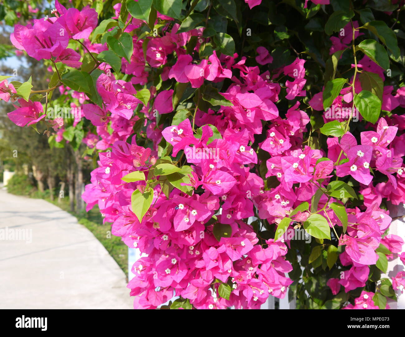 Close up della bella e vivace magenta in fiore fiori di bouganville Foto Stock