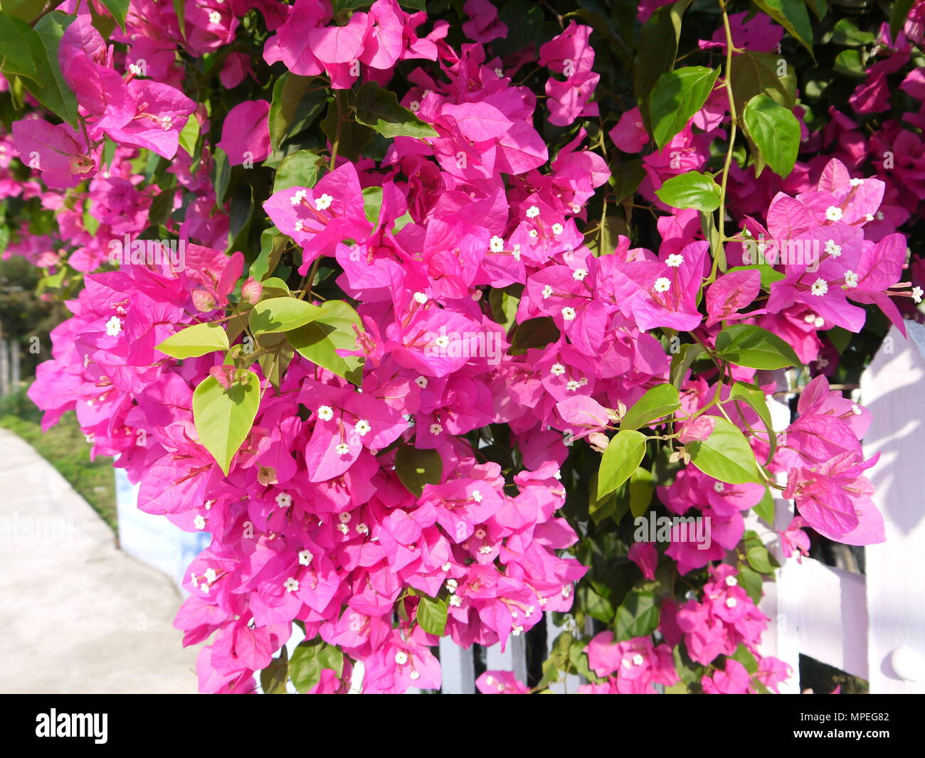 Close up della bella e vivace magenta in fiore fiori di bouganville Foto Stock