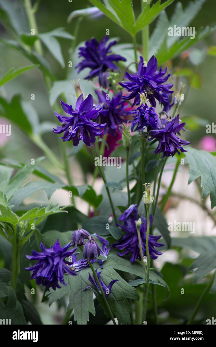 Le rivendicazioni ragazzi: un grande giardino inglese. Progettista: Janine Crimmins. Appaltatore: Andrew Loudon. Sponsor: rivendicazioni ragazzi Foto Stock