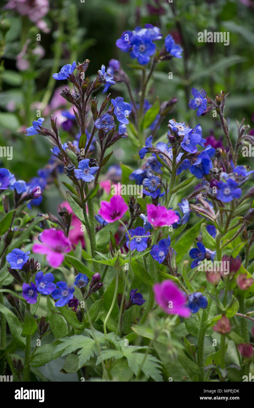 Le rivendicazioni ragazzi: un grande giardino inglese. Progettista: Janine Crimmins. Appaltatore: Andrew Loudon. Sponsor: rivendicazioni ragazzi Foto Stock