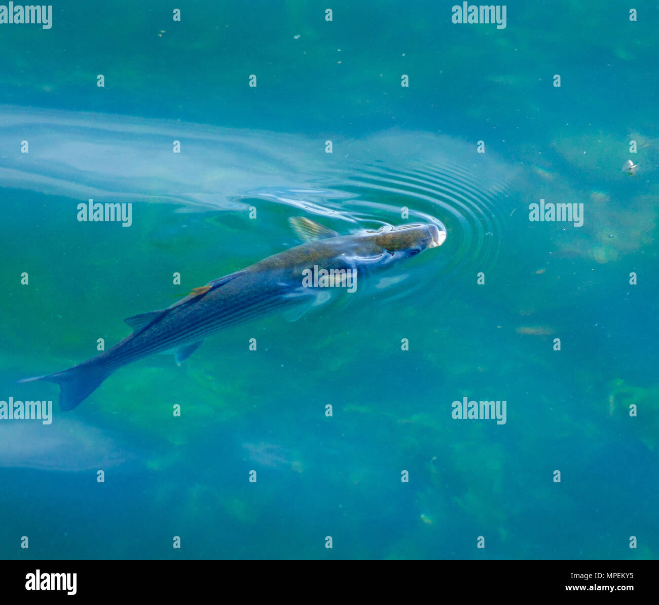 Chelon labrosus a labbro spessa cefali alimentazione su piccole mosche sulla superficie dell'acqua in un porto in Irlanda. Foto Stock